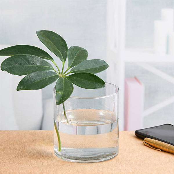 4 inch (10 cm) Cylindrical Glass Vase pot4
