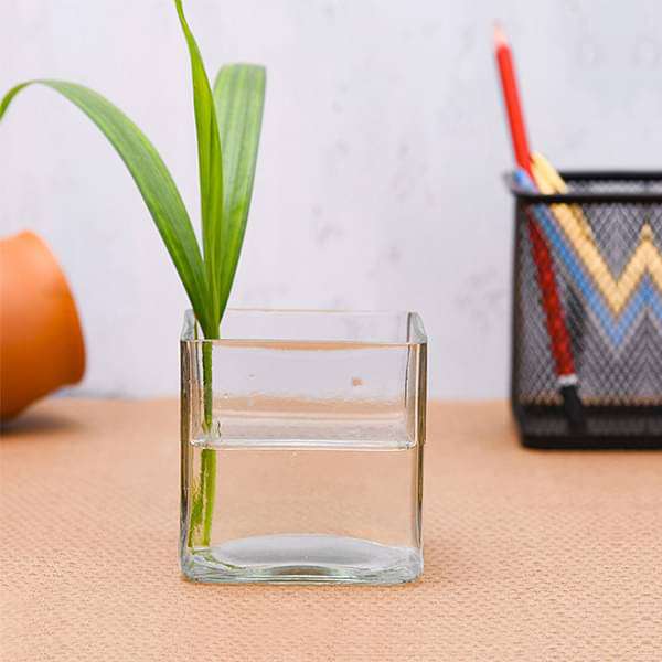 2.5 inch (6 cm) Square Glass Vase pot6
