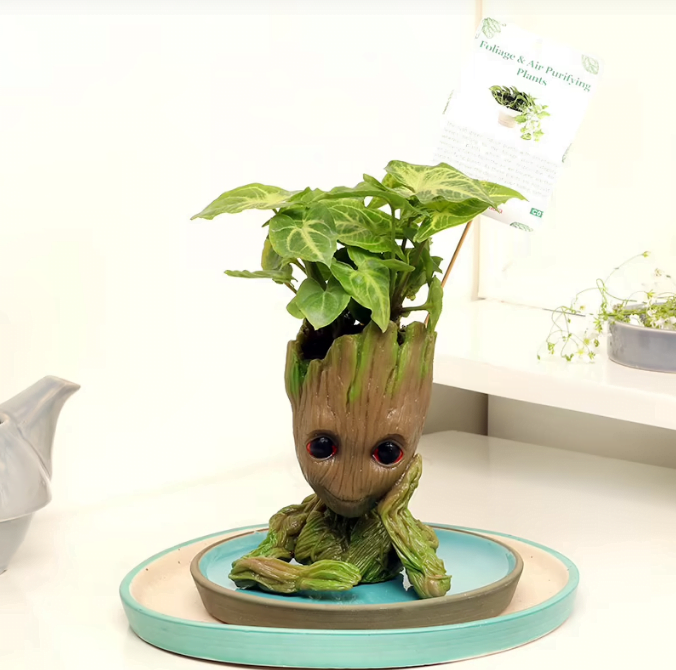 Groot Syngonium Plant Groot Syngonium Plant