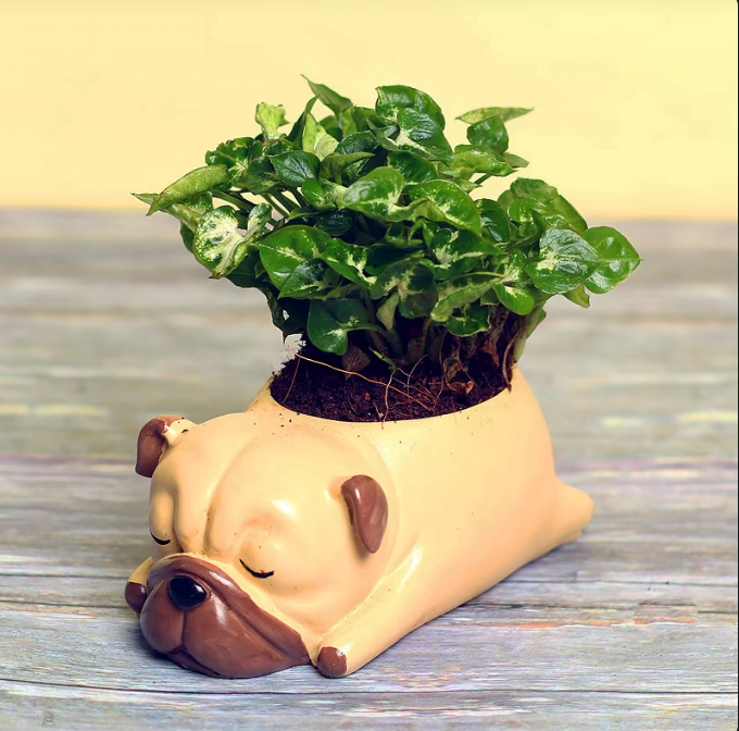 Unique Syngonium Dwarf Plant Unique Syngonium Dwarf Plant