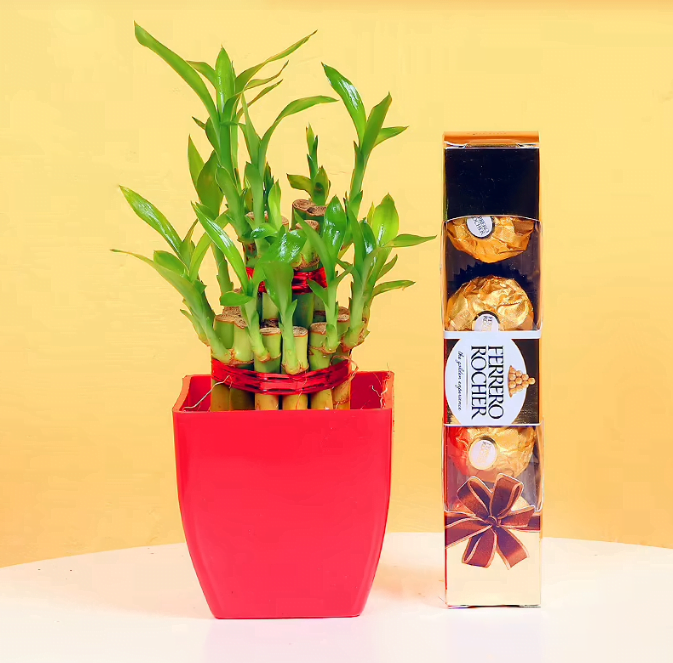 Chocolaty 2 Layer Bamboo Plant Chocolaty 2 Layer Bamboo Plant