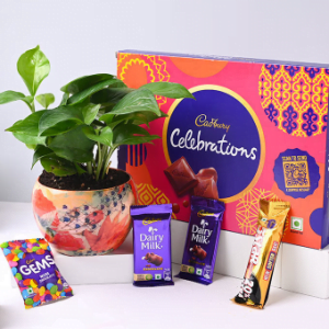 money plant celebration
